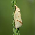 Agapeta hamana.jpg